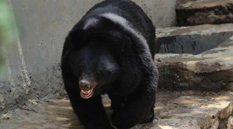 erekcja żółciowa niedźwiedzia powikłania po operacji przepukliny pachwinowej forum